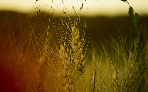 Travailler une farine naturelle